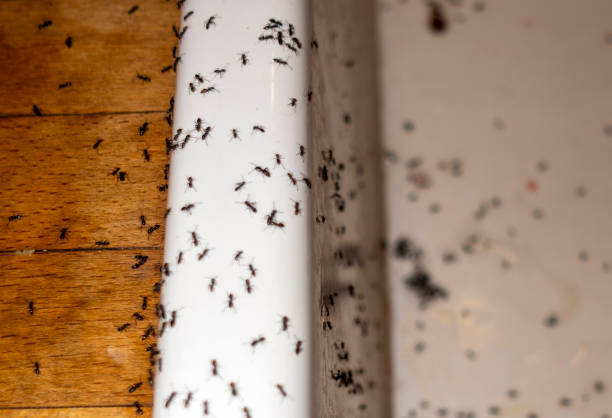 Best Pest Removal Services  in Pomeroy, WA